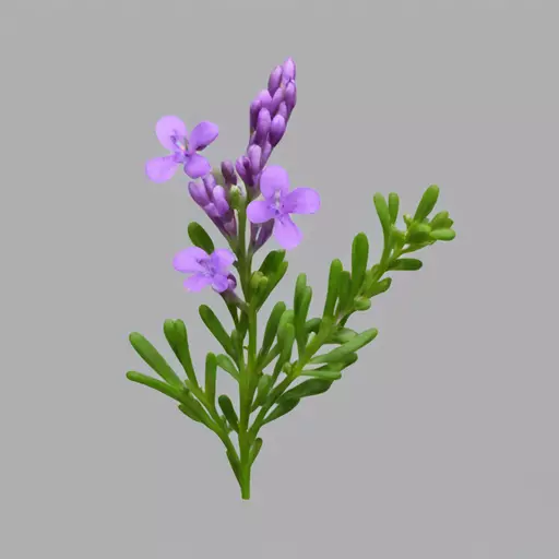 polygala tenuifolia herb  emoji